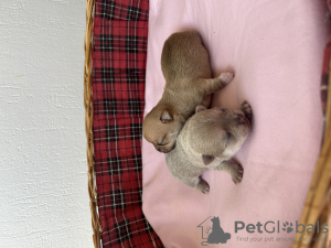 Additional photos: long haired chihuahua for sale