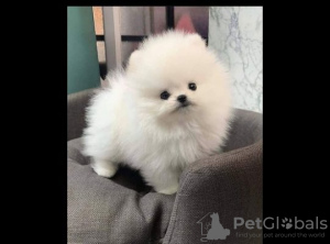 Photo №1. pomeranian - for sale in the city of Manila | negotiated | Announcement № 125047