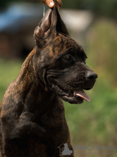 Additional photos: Puppies for sale Italian Cane Corso