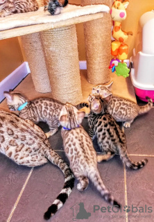Photo №3. Bengal Cats kittens available for Adoption. Germany