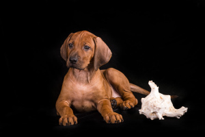 Photo №1. rhodesian ridgeback - for sale in the city of Sillamae | 1297$ | Announcement № 3684