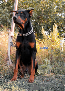 Photo №1. dobermann - for sale in the city of Чирчик | 100$ | Announcement № 65582