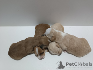 Photo №2 to announcement № 146295 for the sale of havanese dog - buy in Serbia breeder