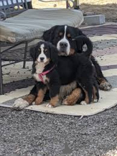 Photo №2 to announcement № 169384 for the sale of bernese mountain dog - buy in Finland private announcement, breeder