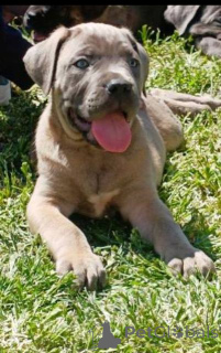 Photo №1. cane corso - for sale in the city of Žitište | negotiated | Announcement № 169059