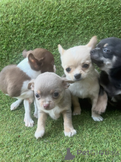Photo №2 to announcement № 171248 for the sale of chihuahua - buy in Germany breeder