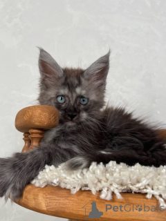 Photo №1. maine coon - for sale in the city of Elche | negotiated | Announcement № 155702