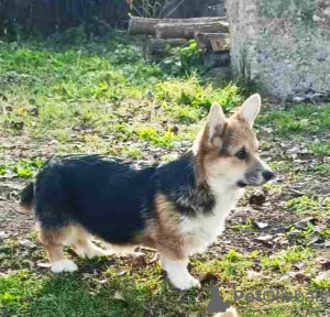 Photo №2 to announcement № 124907 for the sale of welsh corgi - buy in Serbia 