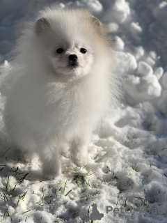 Photo №1. pomeranian - for sale in the city of Kishinev | 740$ | Announcement № 88545