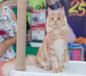Additional photos: Free Maine Coon cats and cats