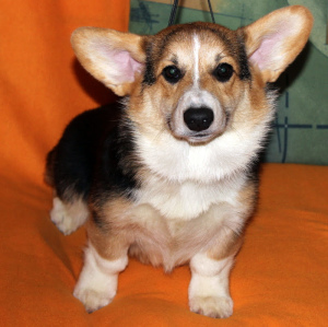 Photo №2 to announcement № 1534 for the sale of welsh corgi - buy in Russian Federation from nursery