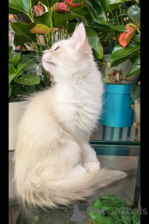 Photo №2 to announcement № 154288 for the sale of ragdoll - buy in Germany breeder