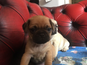 Photo №4. I will sell pug in the city of Cochem. private announcement, breeder - price - 407$