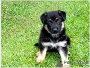 Photo №1. german shepherd - for sale in the city of Santa Barbara | Is free | Announcement № 124121