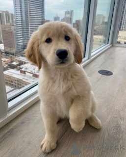 Photo №2 to announcement № 142829 for the sale of golden retriever - buy in Germany breeder