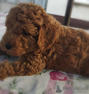 Additional photos: Apricot colored poodle puppies