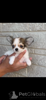 Photo №3. Beautiful Chihuahua Puppies for Sale Tiny, Loving & Ready for New Homes. Germany