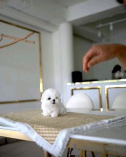 Photo №2 to announcement № 138643 for the sale of maltese dog - buy in United States breeder