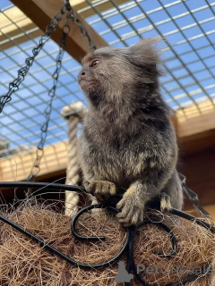 Photo №3. My cute little baby marmoset ready for rehome and adoption. She is adorable. United States