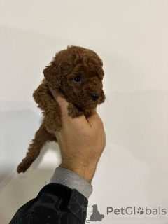 Photo №1. poodle (toy) - for sale in the city of Werbass | negotiated | Announcement № 151072