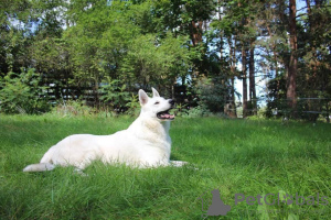 Additional photos: White short hair swiss shepherd