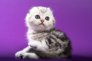 Photo №1. scottish fold - for sale in the city of Minsk | 1000$ | Announcement № 5072