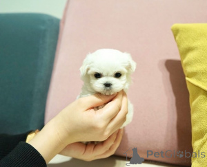 Photo №2 to announcement № 164003 for the sale of maltese dog - buy in Finland private announcement, from the shelter