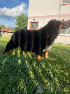 Photo №2 to announcement № 105902 for the sale of bernese mountain dog - buy in Serbia breeder