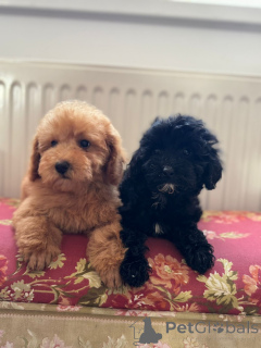 Photo №2 to announcement № 144405 for the sale of otterhound - buy in Serbia 