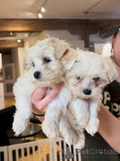 Photo №1. maltese dog - for sale in the city of Vienna | 723$ | Announcement № 163841