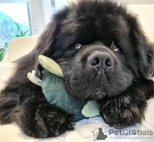 Photo №1. newfoundland dog - for sale in the city of Milan | 370$ | Announcement № 110899