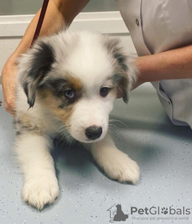 Photo №1. australian shepherd - for sale in the city of Eksjo | 475$ | Announcement № 123900