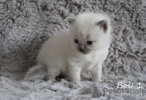 Photo №2 to announcement № 97547 for the sale of ragdoll - buy in Sweden private announcement