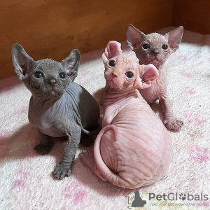 Photo №1. sphynx cat - for sale in the city of Zürich | 264$ | Announcement № 121322