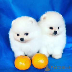 Photo №1. pomeranian - for sale in the city of Москва | 610$ | Announcement № 10609