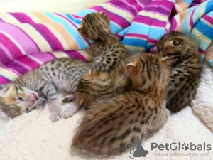 Photo №2 to announcement № 11654 for the sale of savannah cat - buy in United States breeder