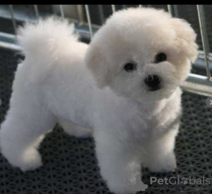 Photo №1. bichon frise - for sale in the city of Odessa | 500$ | Announcement № 102151