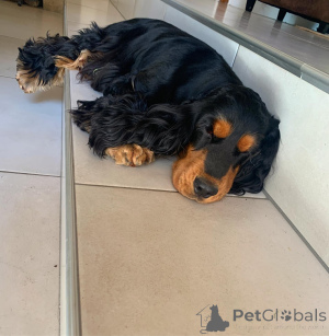 Photo №2 to announcement № 136908 for the sale of american cocker spaniel - buy in United States 