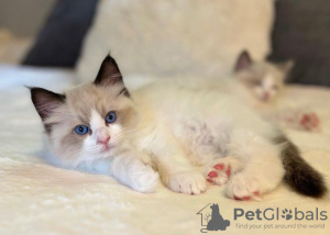 Photo №2 to announcement № 69384 for the sale of ragdoll - buy in Germany private announcement