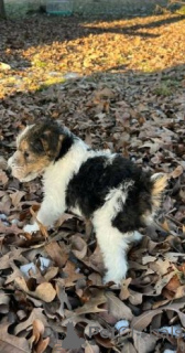 Photo №2 to announcement № 175105 for the sale of fox terrier - buy in Germany private announcement