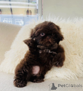 Photo №3. Chocolate Shih Tzu for Stud. United States