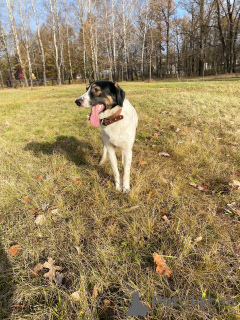 Photo №3. Mega-positive dog Vasily is in good hands. Russian Federation