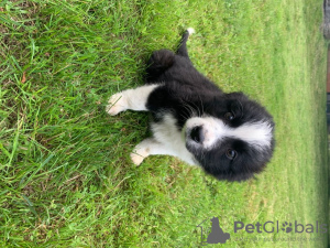 Photo №1. non-pedigree dogs - for sale in the city of Bamberg | Is free | Announcement № 118078