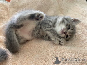 Photo №4. I will sell scottish fold in the city of Zhodino. private announcement - price - 99$