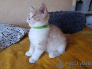 Photo №1. british shorthair - for sale in the city of Dubai | Is free | Announcement № 17431