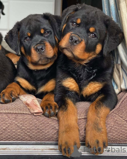 Photo №2 to announcement № 165217 for the sale of rottweiler - buy in United States breeder