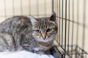 Photo №4. I will sell  in the city of Khimki. from the shelter - price - Is free