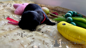 Photo №2 to announcement № 143662 for the sale of havanese dog - buy in Poland private announcement