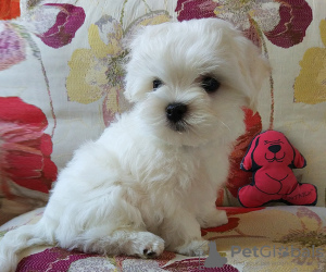 Photo №3. The boy is a handsome, strong, healthy Maltese, blood of Korea, KSU.. Ukraine