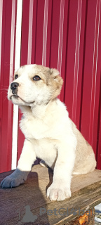 Additional photos: Puppies of SAO Alabai